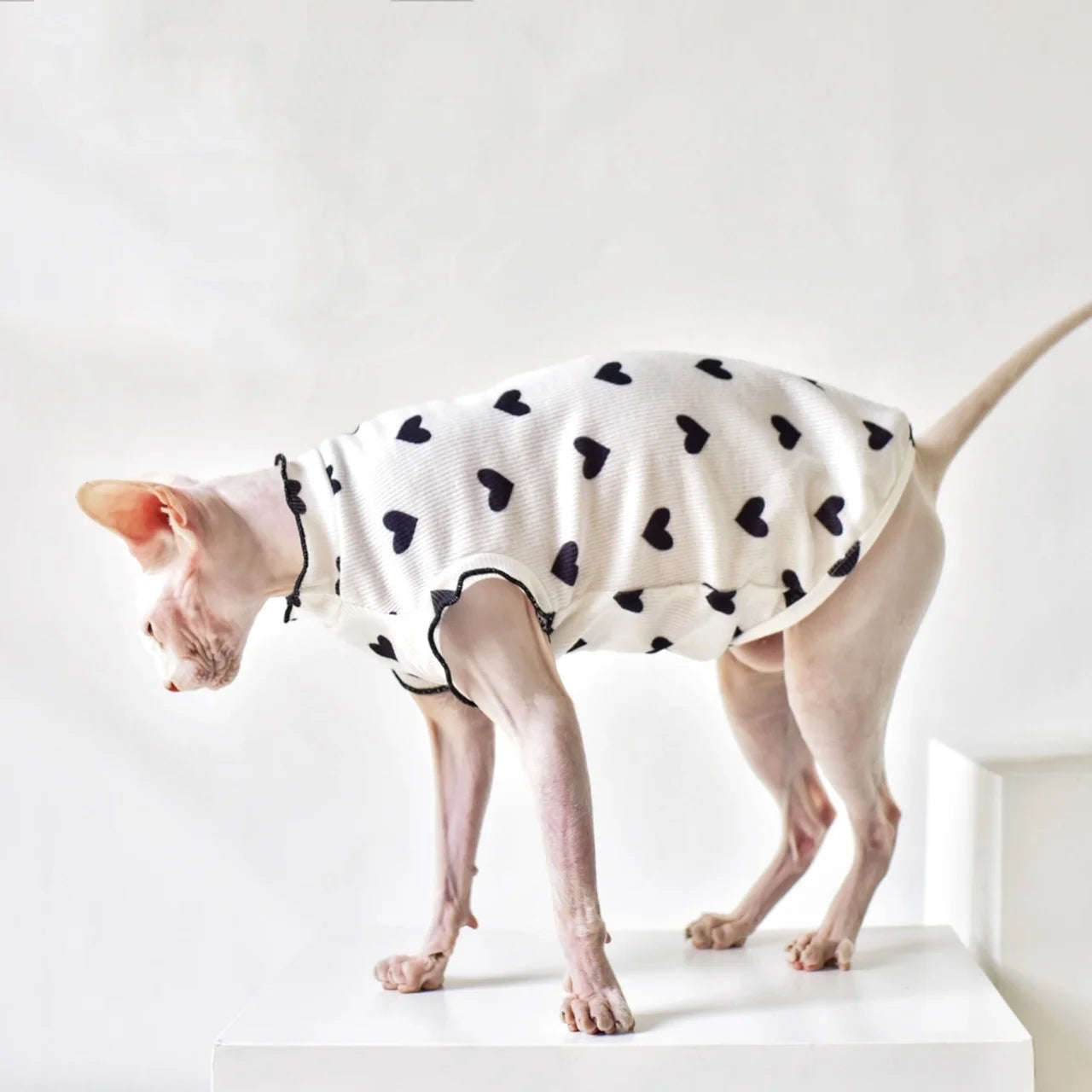 Pure Desire Wind Cat Clothes