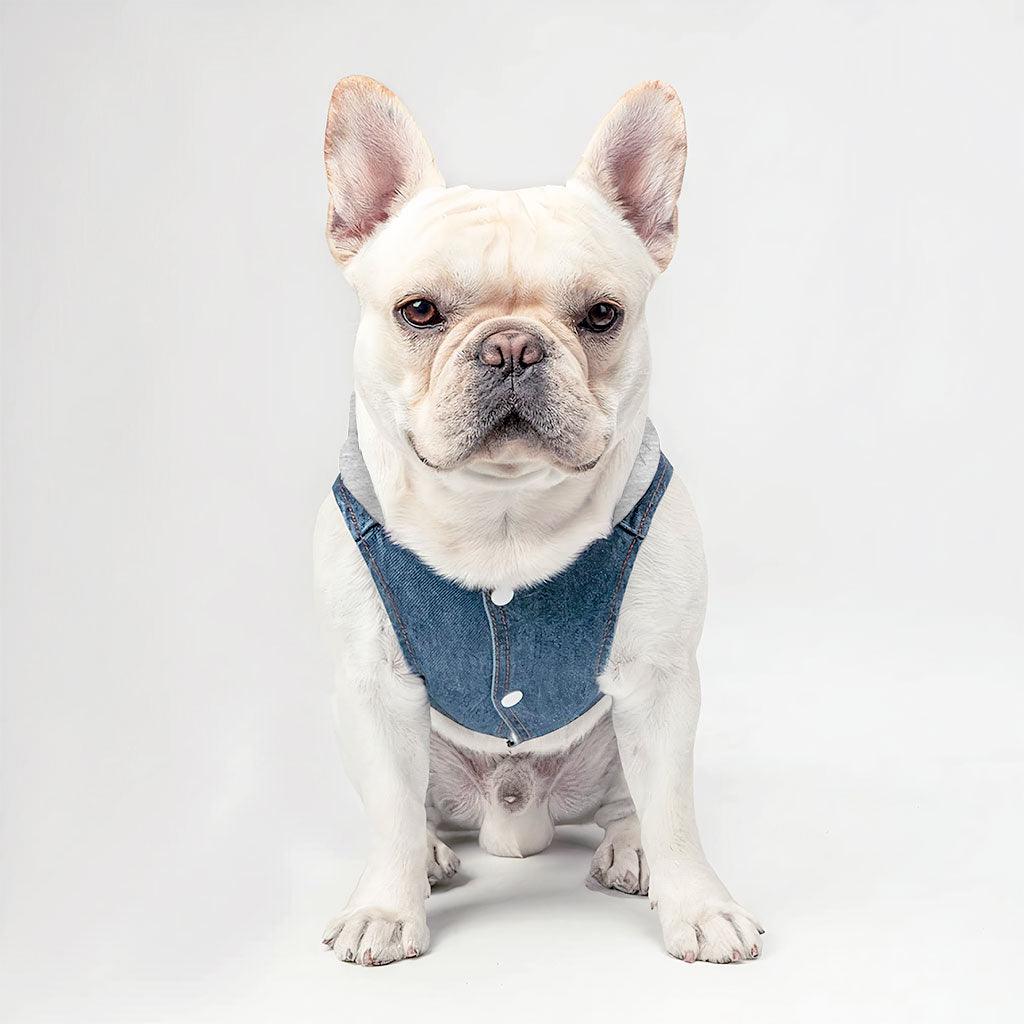 Friend Dog Denim Jacket - Colorful Dog Denim Coat - Printed Dog Clothing
